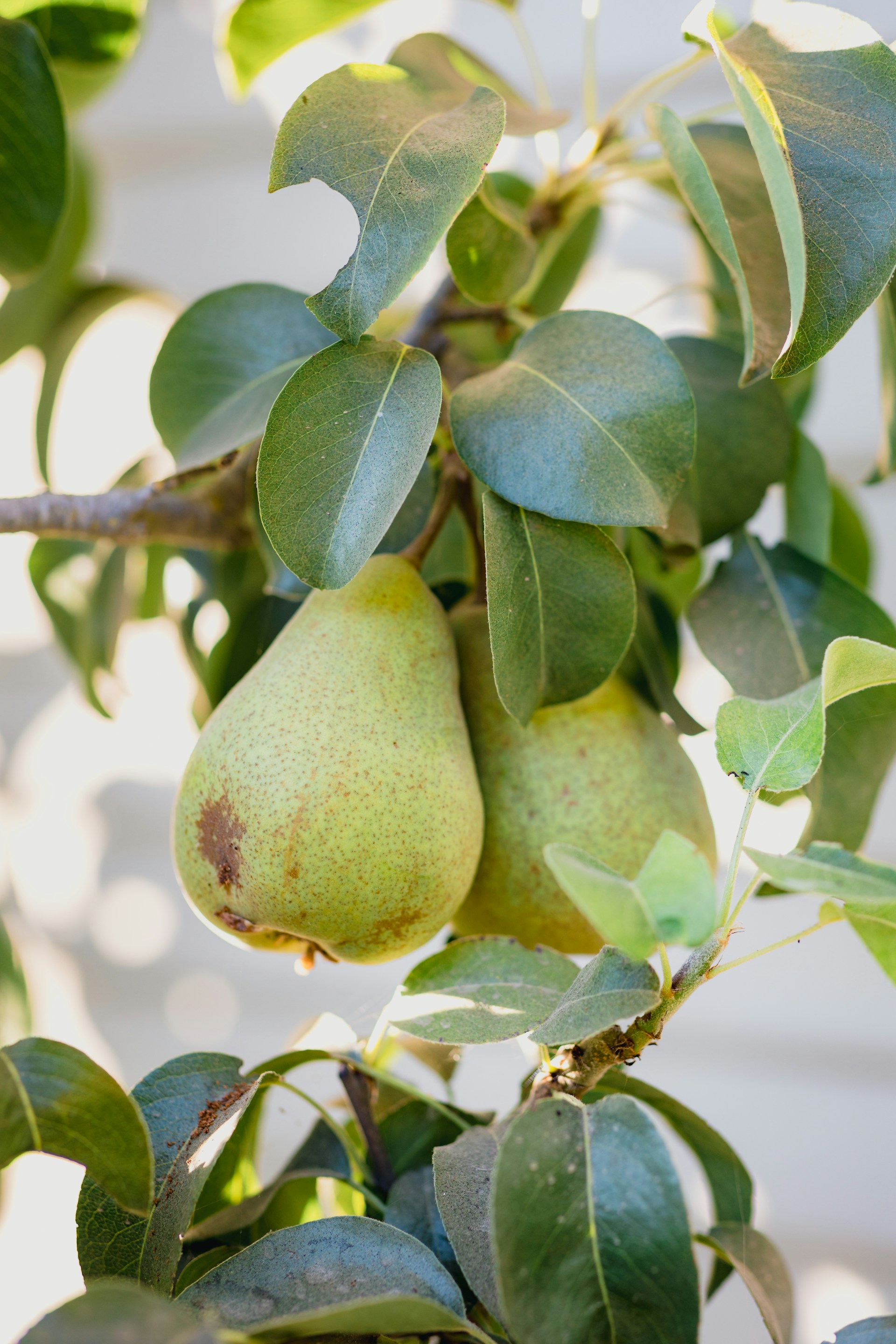 Fruits frais issus de l'agriculture locale française