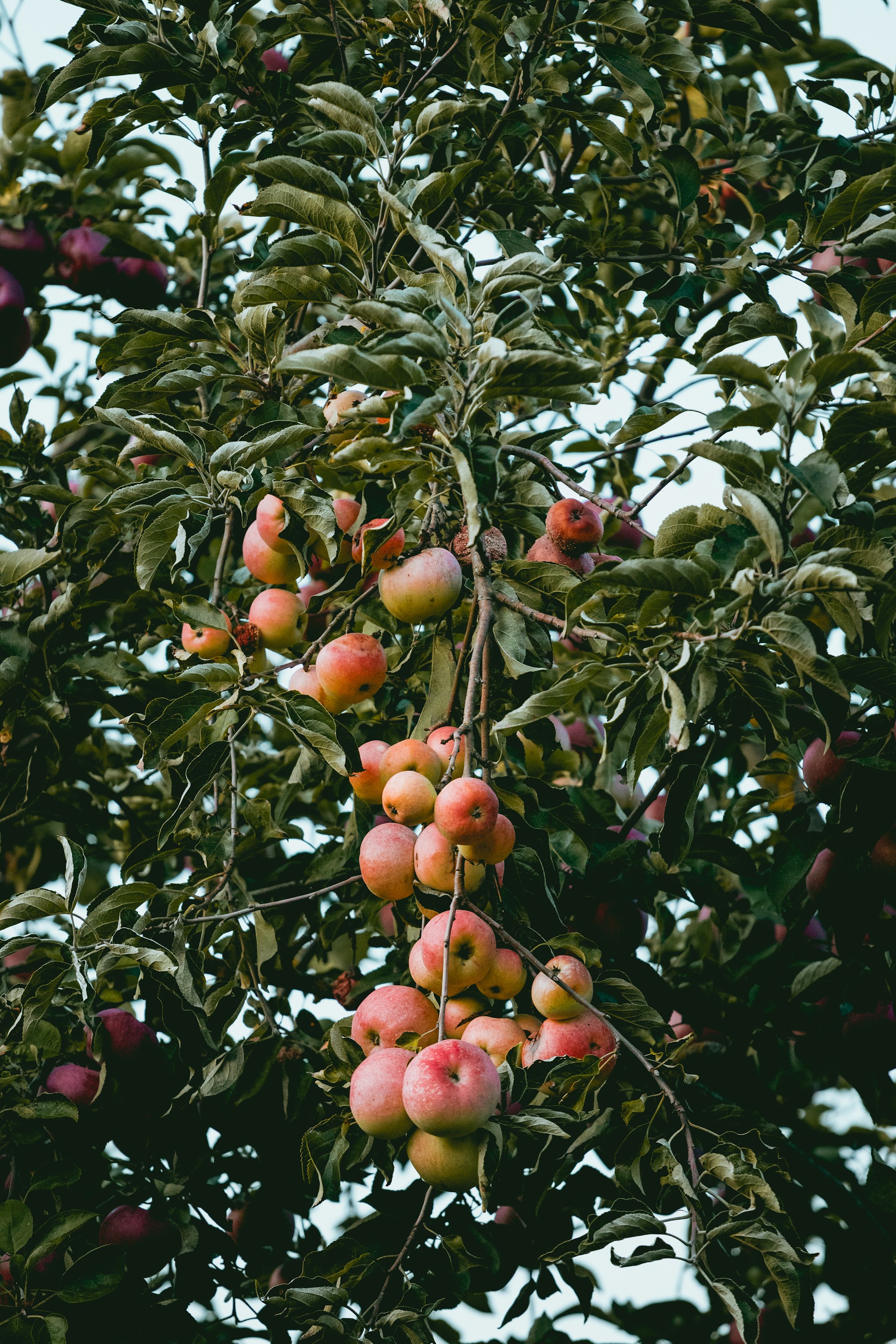 Pommes et poires de producteurs locaux des Yvelines